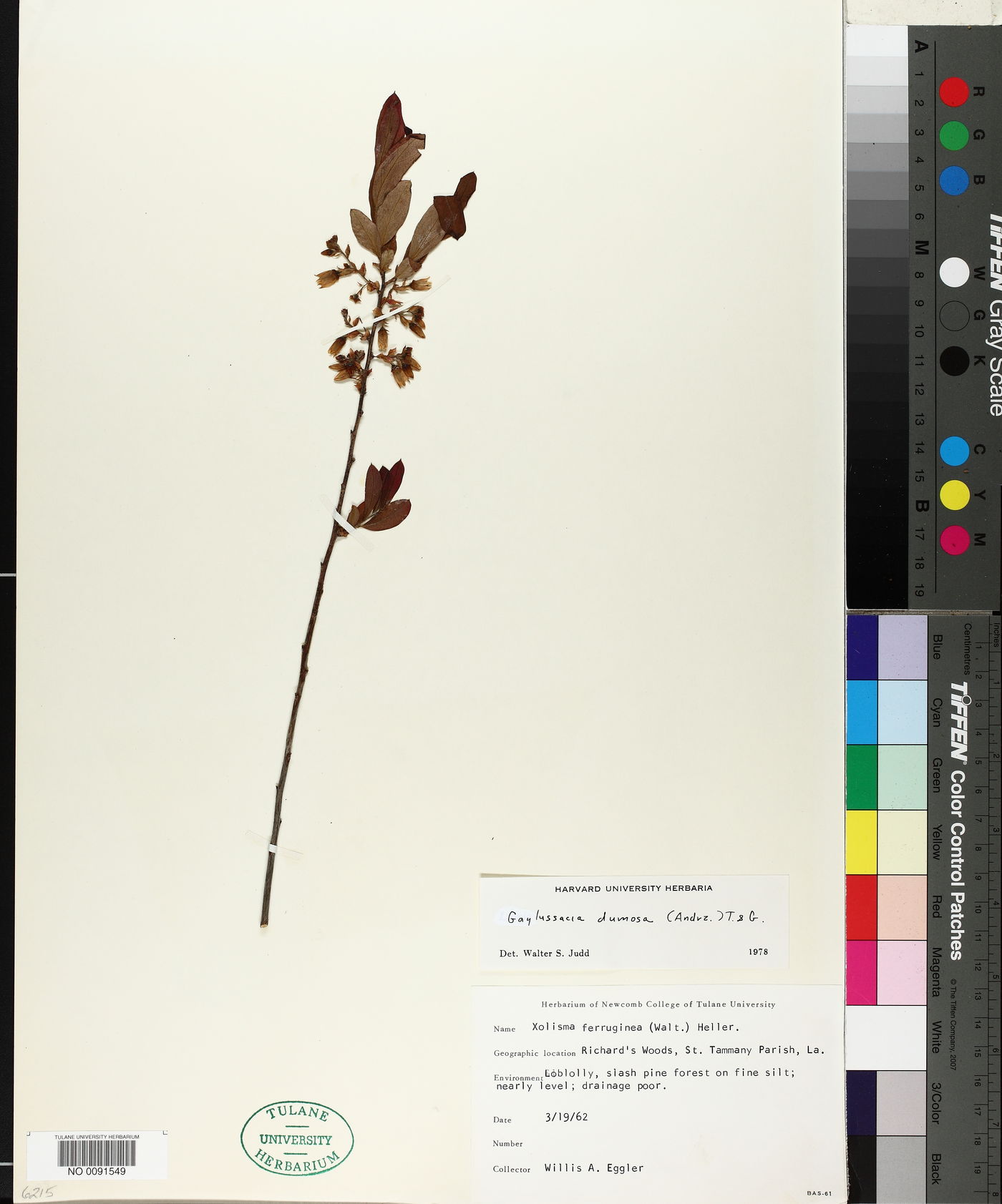 Gaylussacia dumosa image