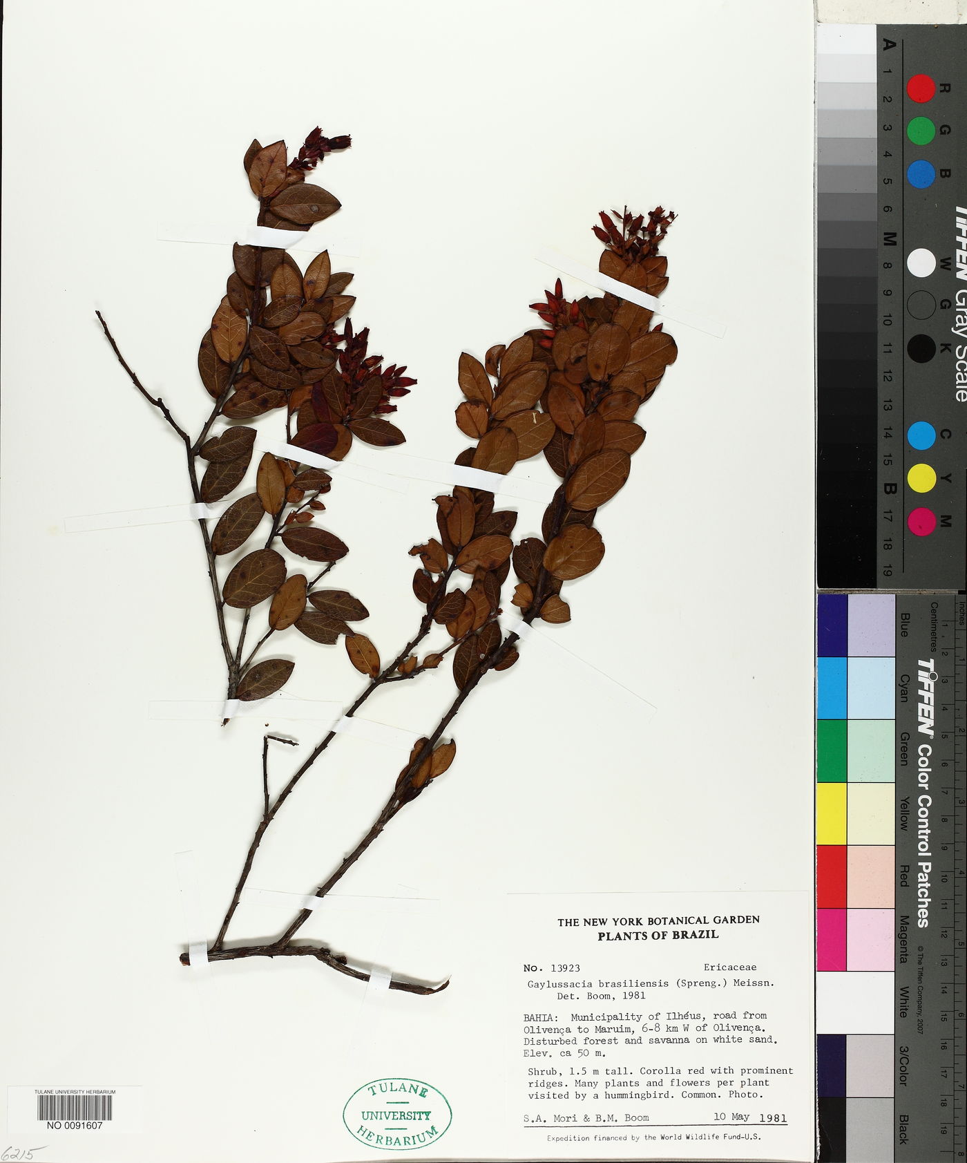 Gaylussacia brasiliensis image