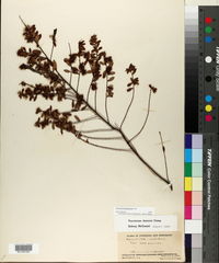 Vaccinium myrsinites image