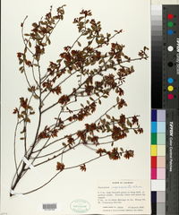 Vaccinium myrsinites image