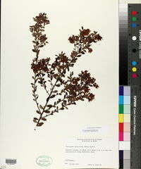 Vaccinium darrowii image