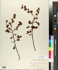 Vaccinium myrtilloides image