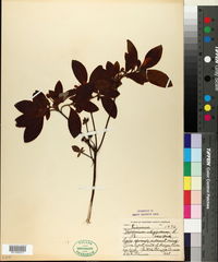 Vaccinium uliginosum image