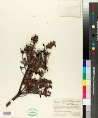Image of Vaccinium corymbodendron