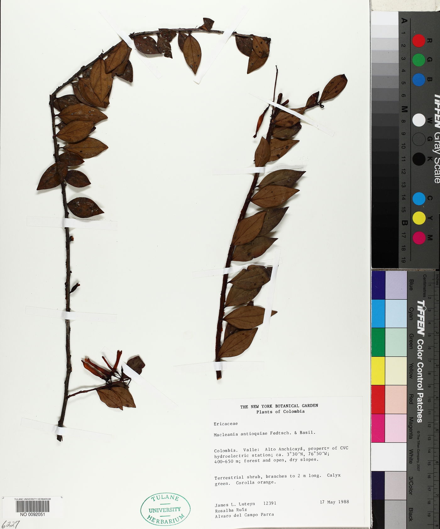Macleania antioquiae image