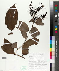 Cavendishia tarapotana var. tarapotana image