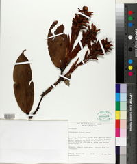 Image of Cavendishia foreroi