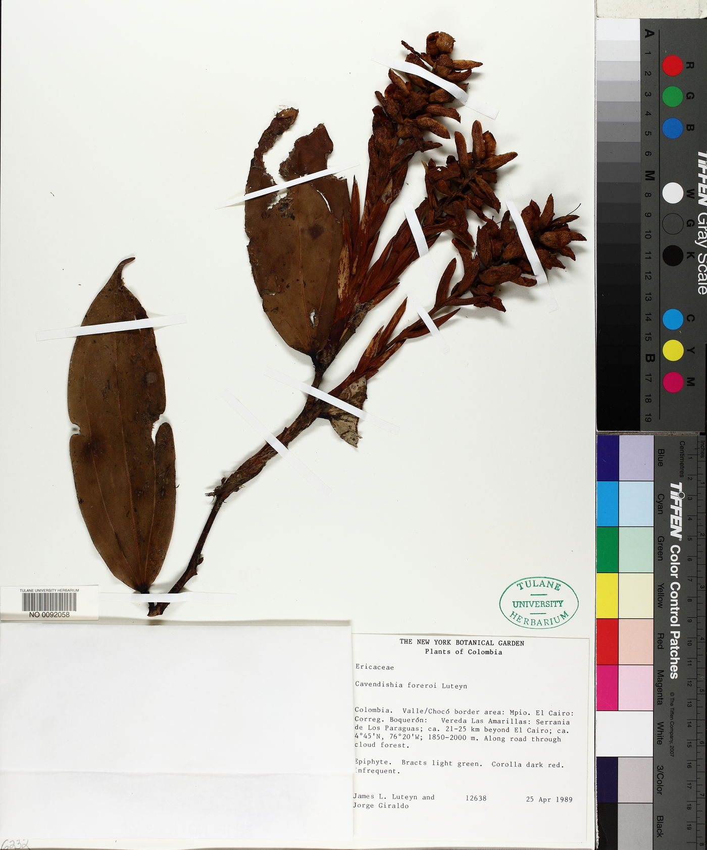 Cavendishia foreroi image