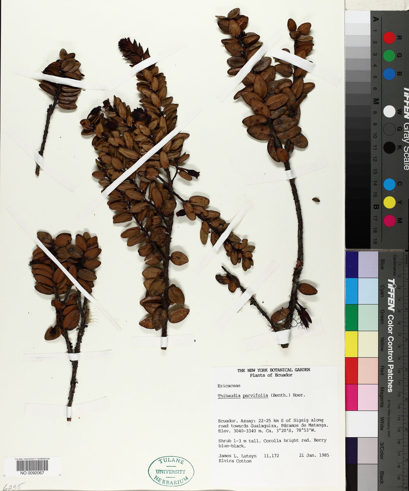 Thibaudia parvifolia image