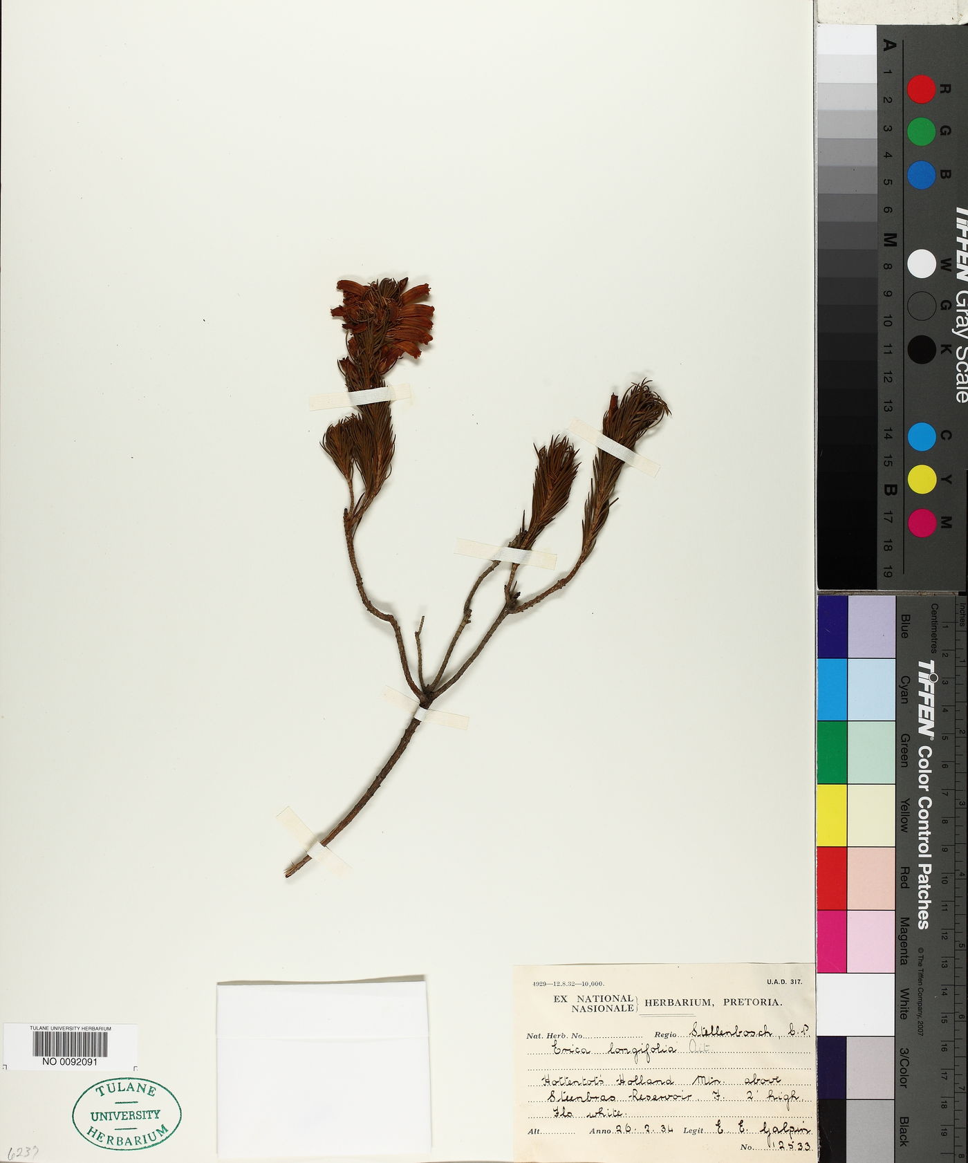 Erica longifolia image