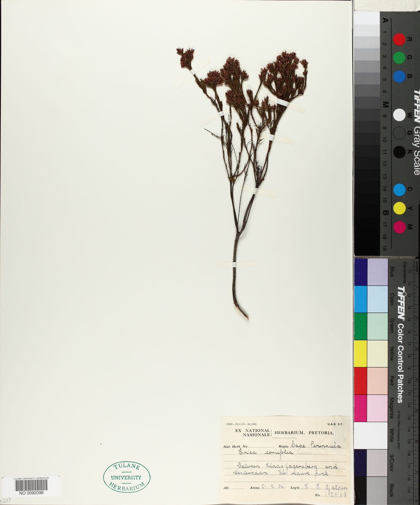 Erica corifolia image