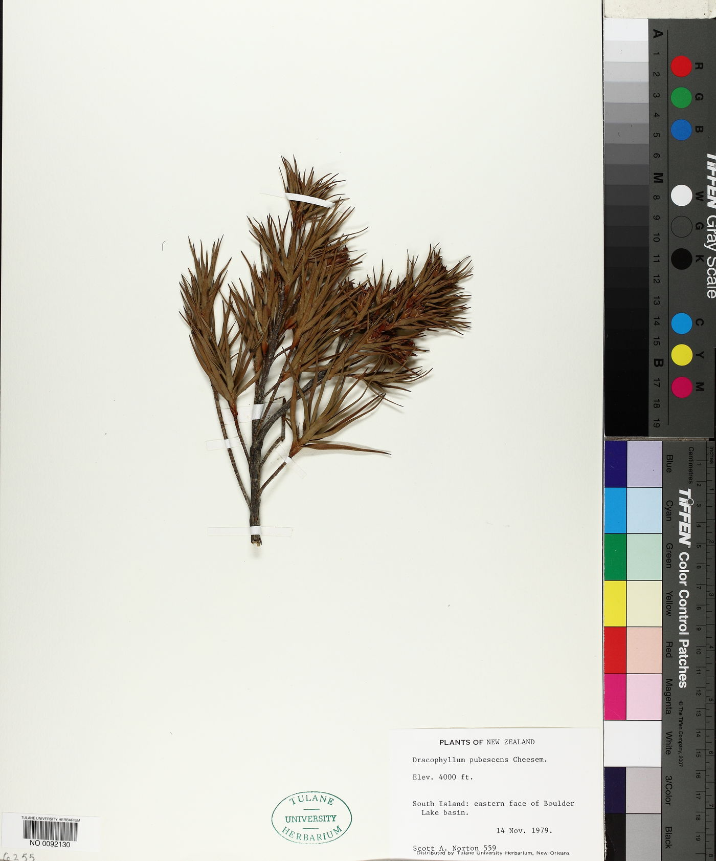 Dracophyllum pubescens image