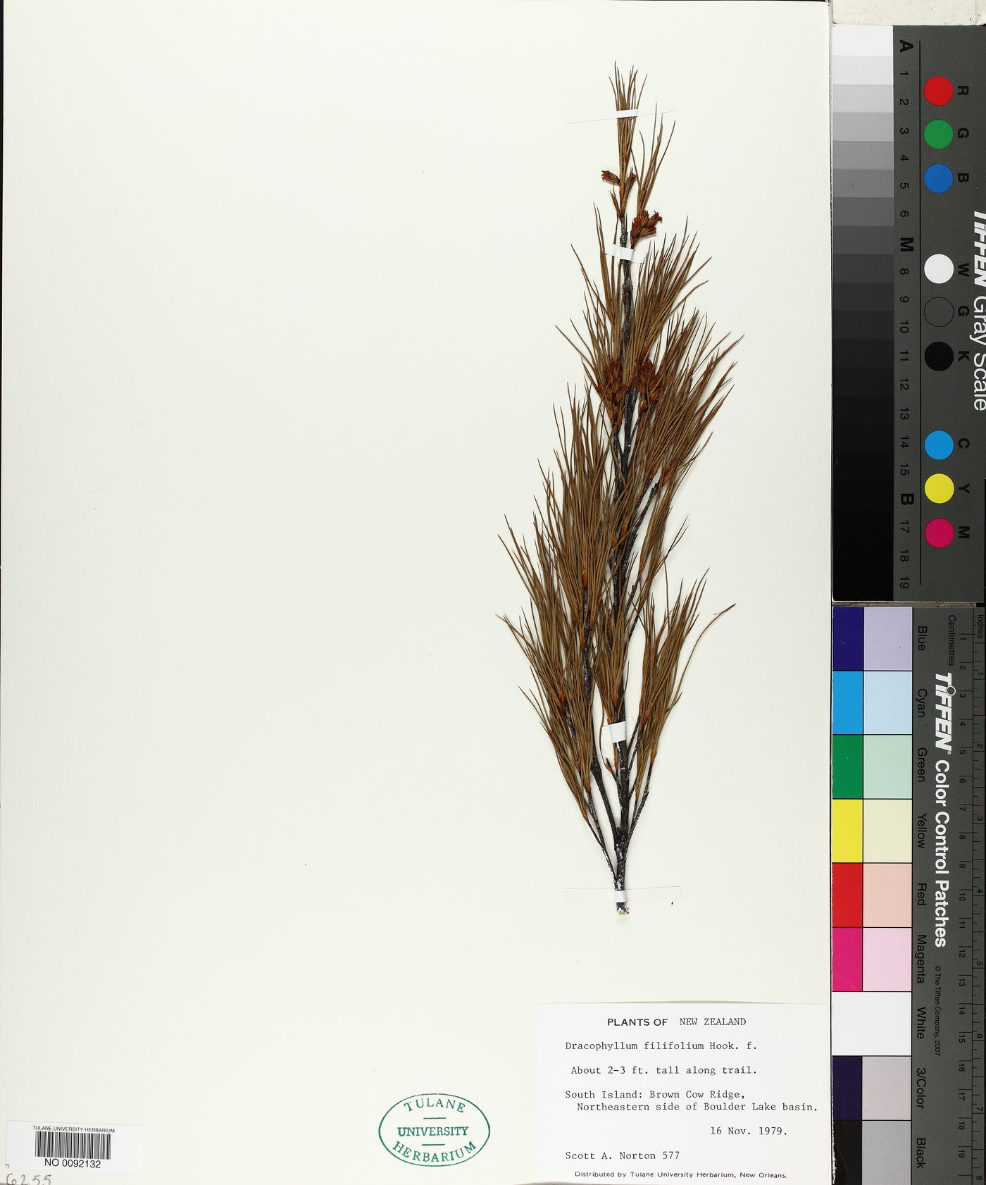 Dracophyllum filifolium image