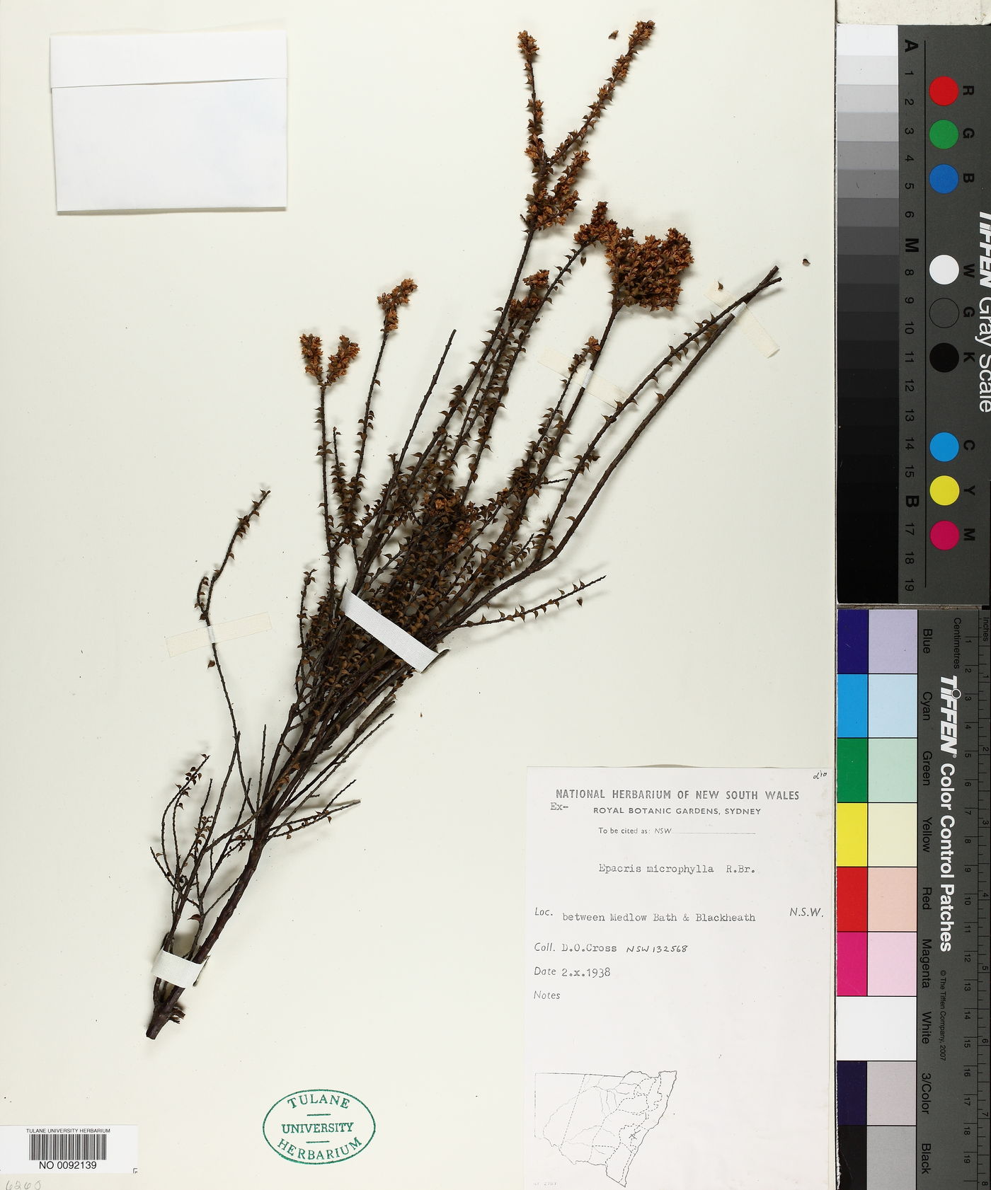 Epacris microphylla image