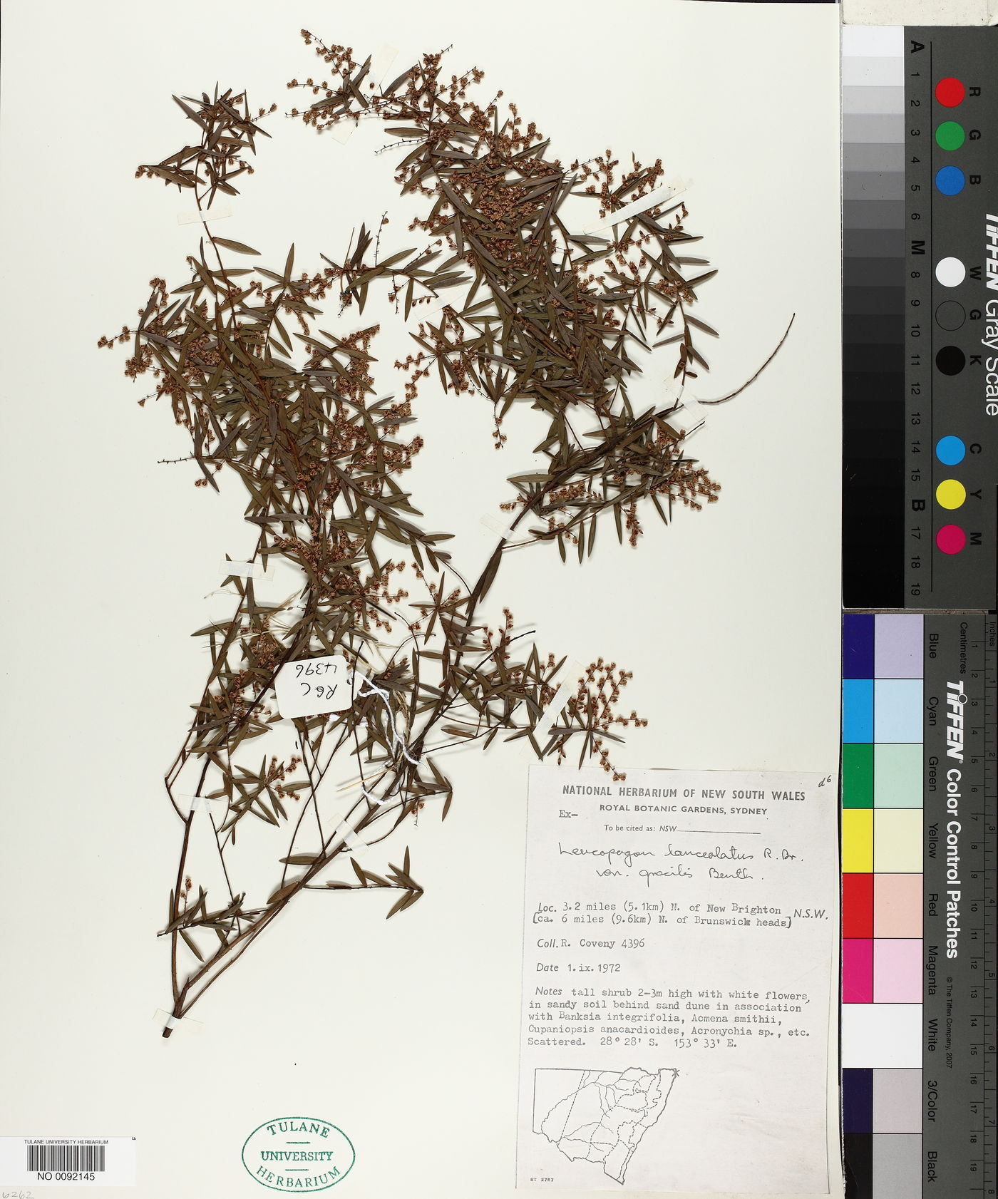 Leucopogon lanceolatus image