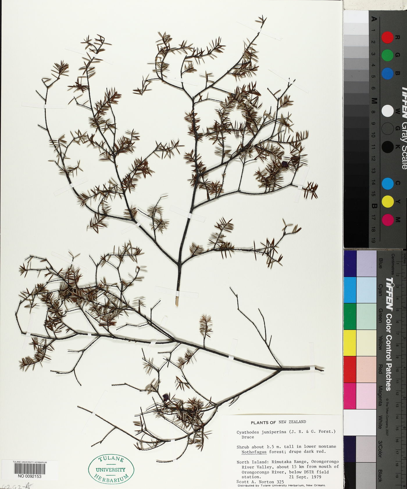 Leptecophylla image