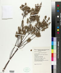 Melichrus urceolatus image
