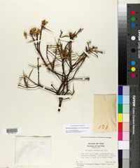 Bonellia stenophylla image