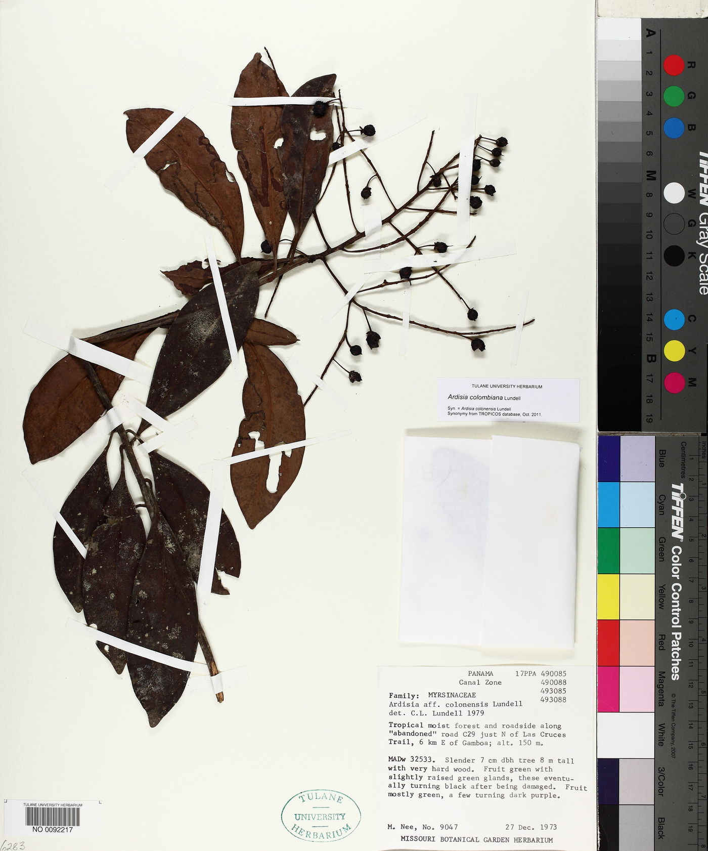 Ardisia colombiana image