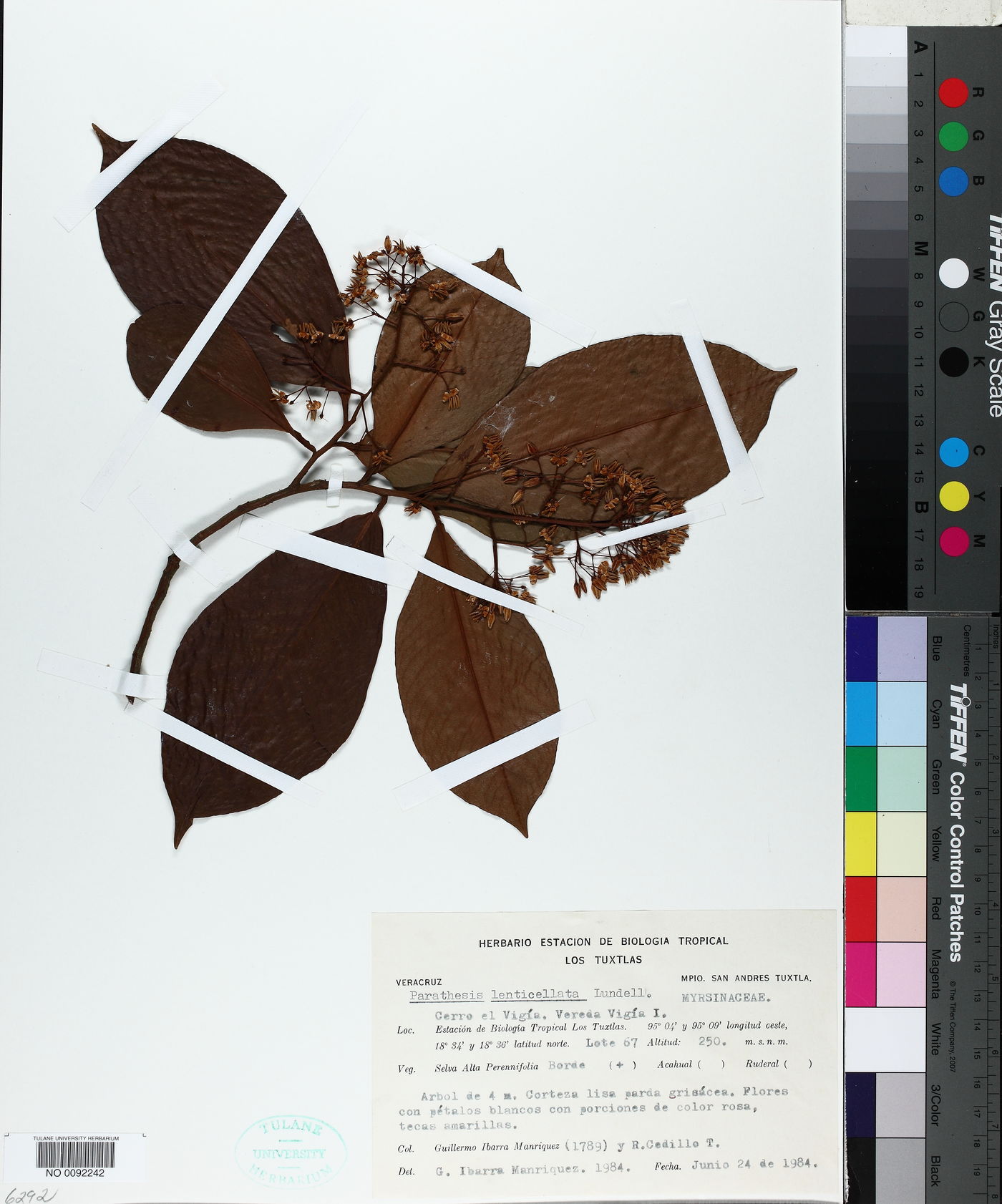 Parathesis lenticellata image