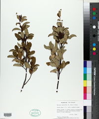 Rapanea australis image