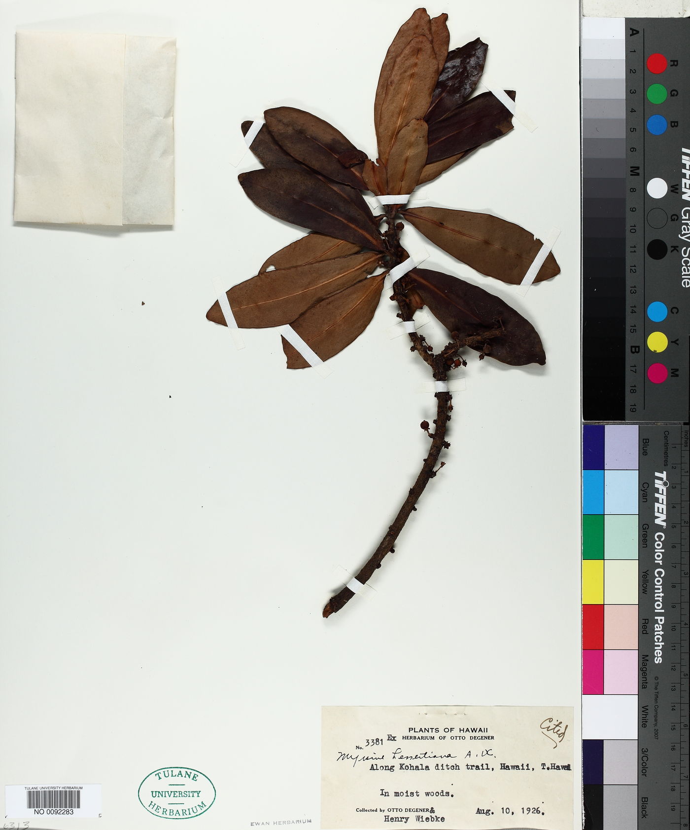 Myrsine lessertiana image