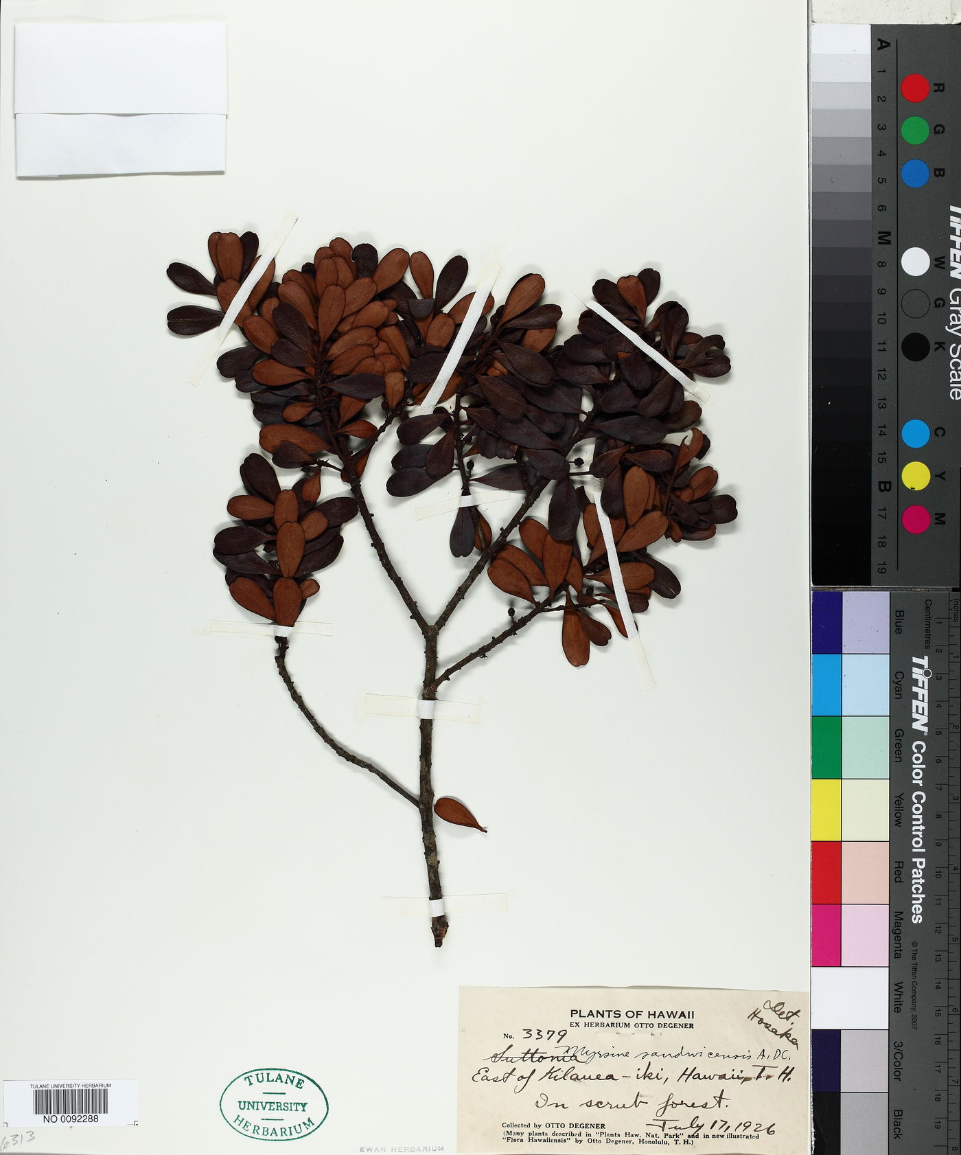 Myrsine sandwicensis image