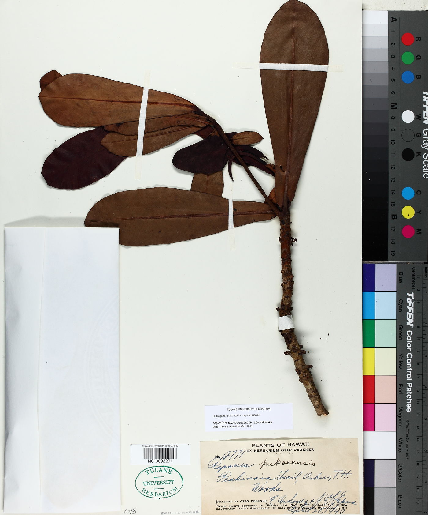 Myrsine pukooensis image