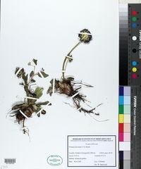 Primula florindae image