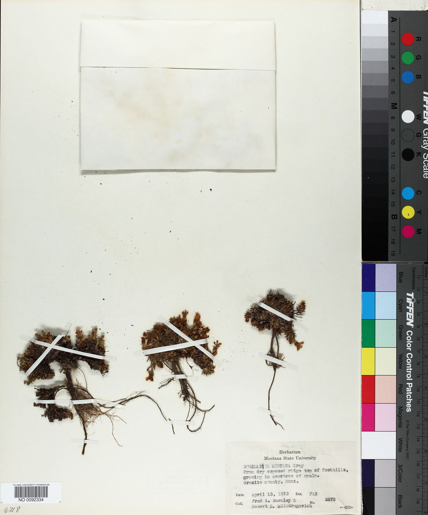 Douglasia montana image