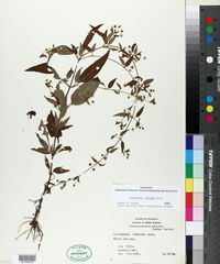 Lysimachia radicans image