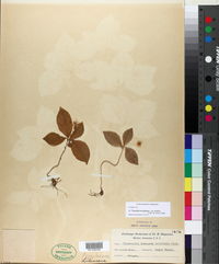 Trientalis europaea subsp. arctica image