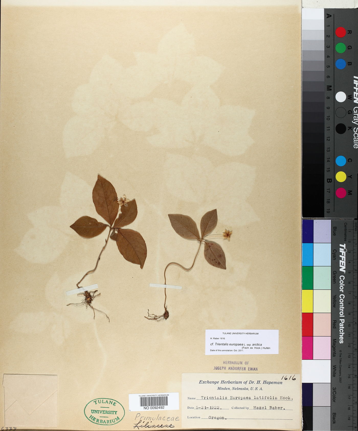 Trientalis europaea subsp. arctica image