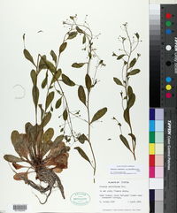 Samolus valerandi subsp. parviflorus image