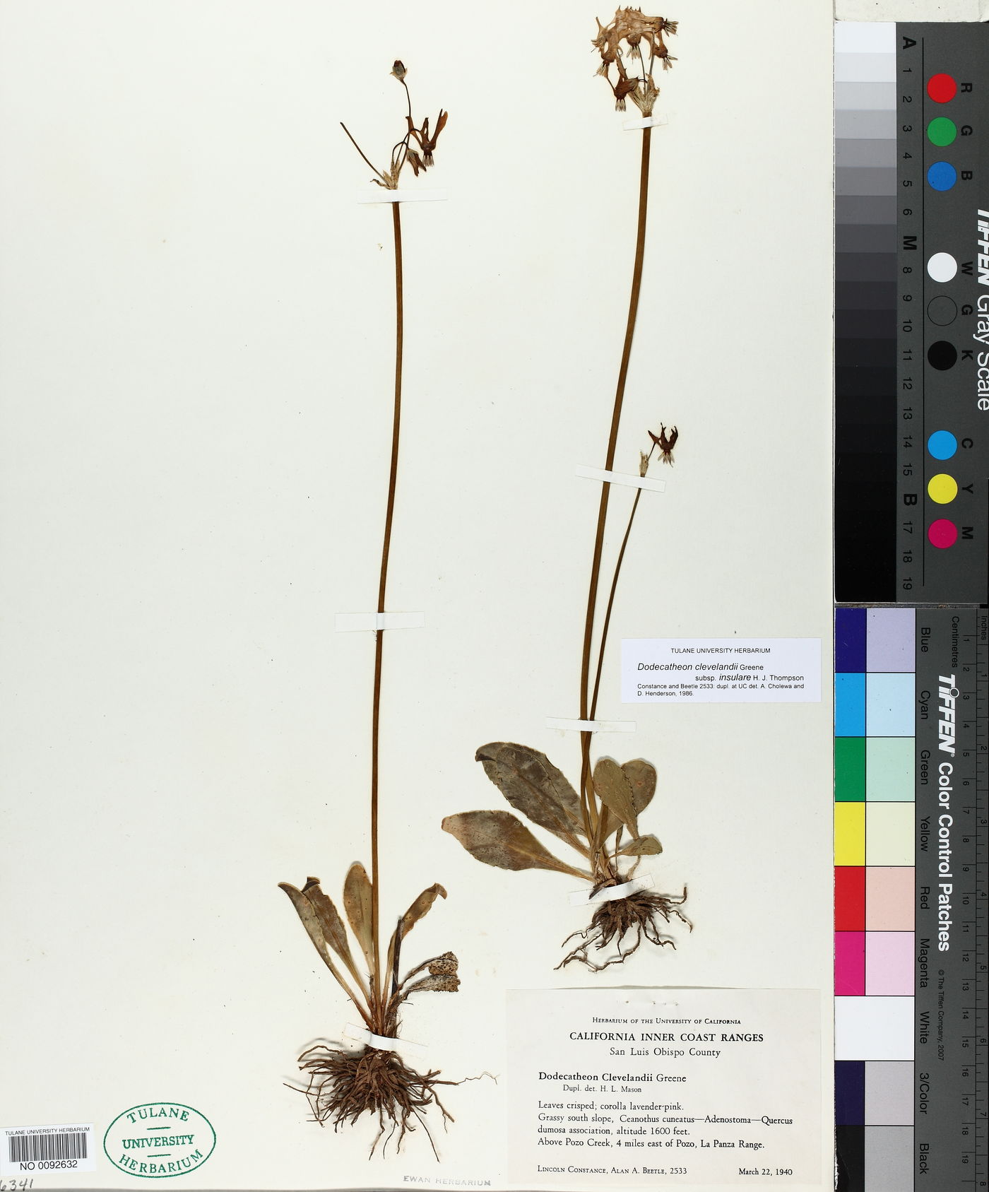 Dodecatheon clevelandii subsp. insulare image