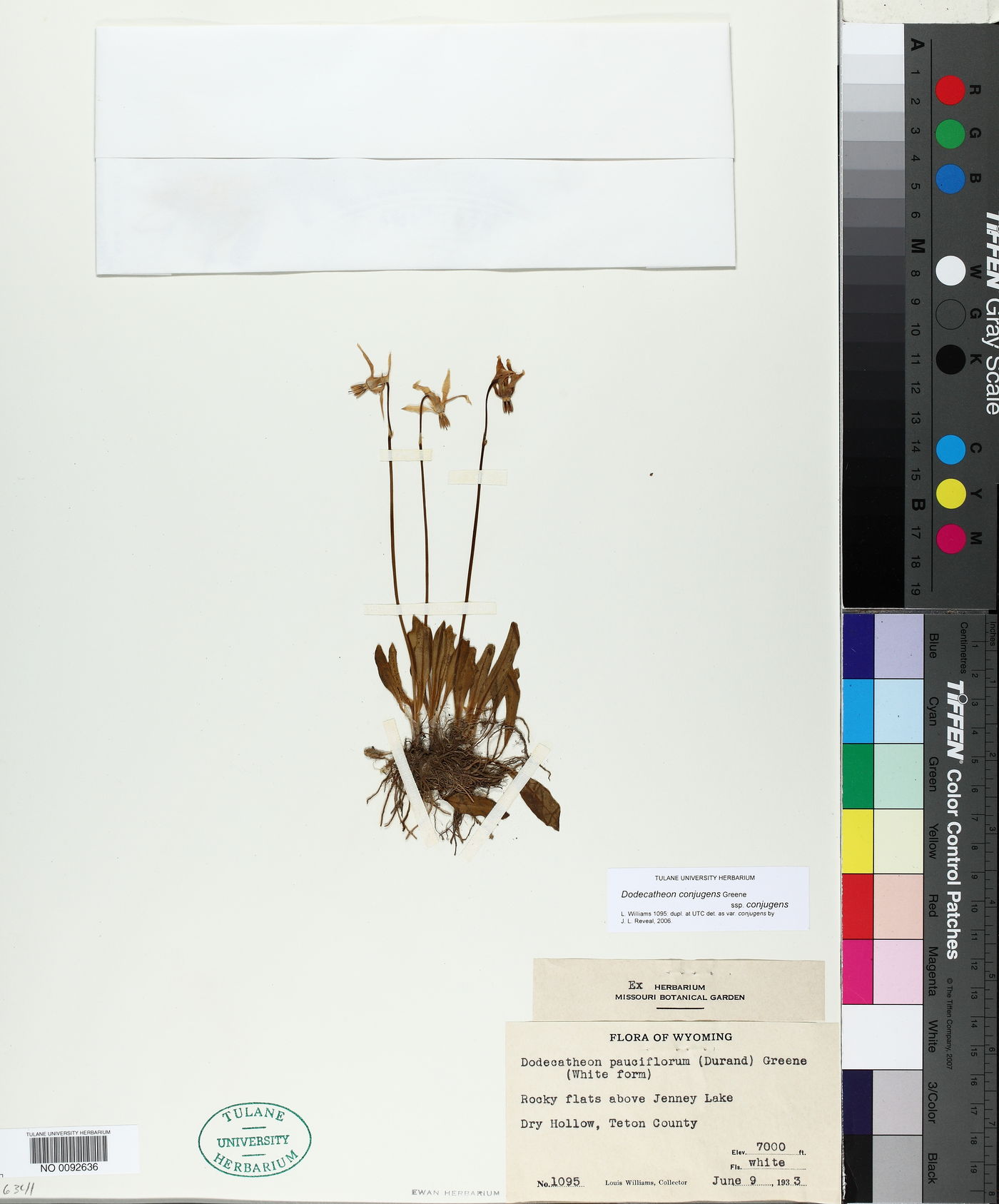 Dodecatheon conjugens subsp. conjugens image