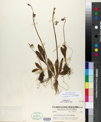 Dodecatheon conjugens image