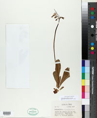 Dodecatheon jeffreyi image