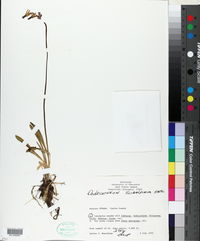 Dodecatheon subalpinum image