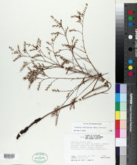 Limonium carolinianum image