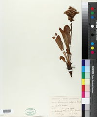 Limonium vulgare image