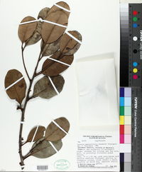 Pouteria ambelaniifolia image