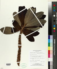Pouteria viridis image