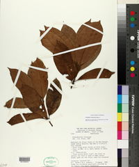 Pouteria virescens image