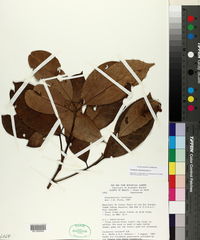 Pouteria virescens image