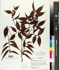 Micropholis guyanensis subsp. guyanensis image