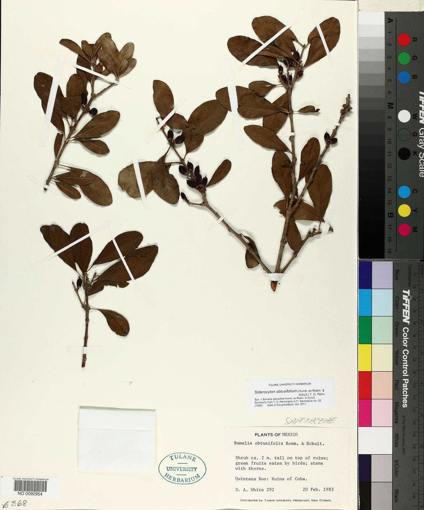 Sideroxylon obtusifolium image