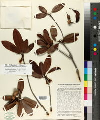 Manilkara jaimiqui subsp. emarginata image