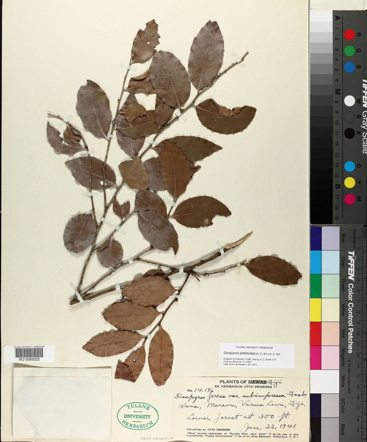 Diospyros phlebodes image