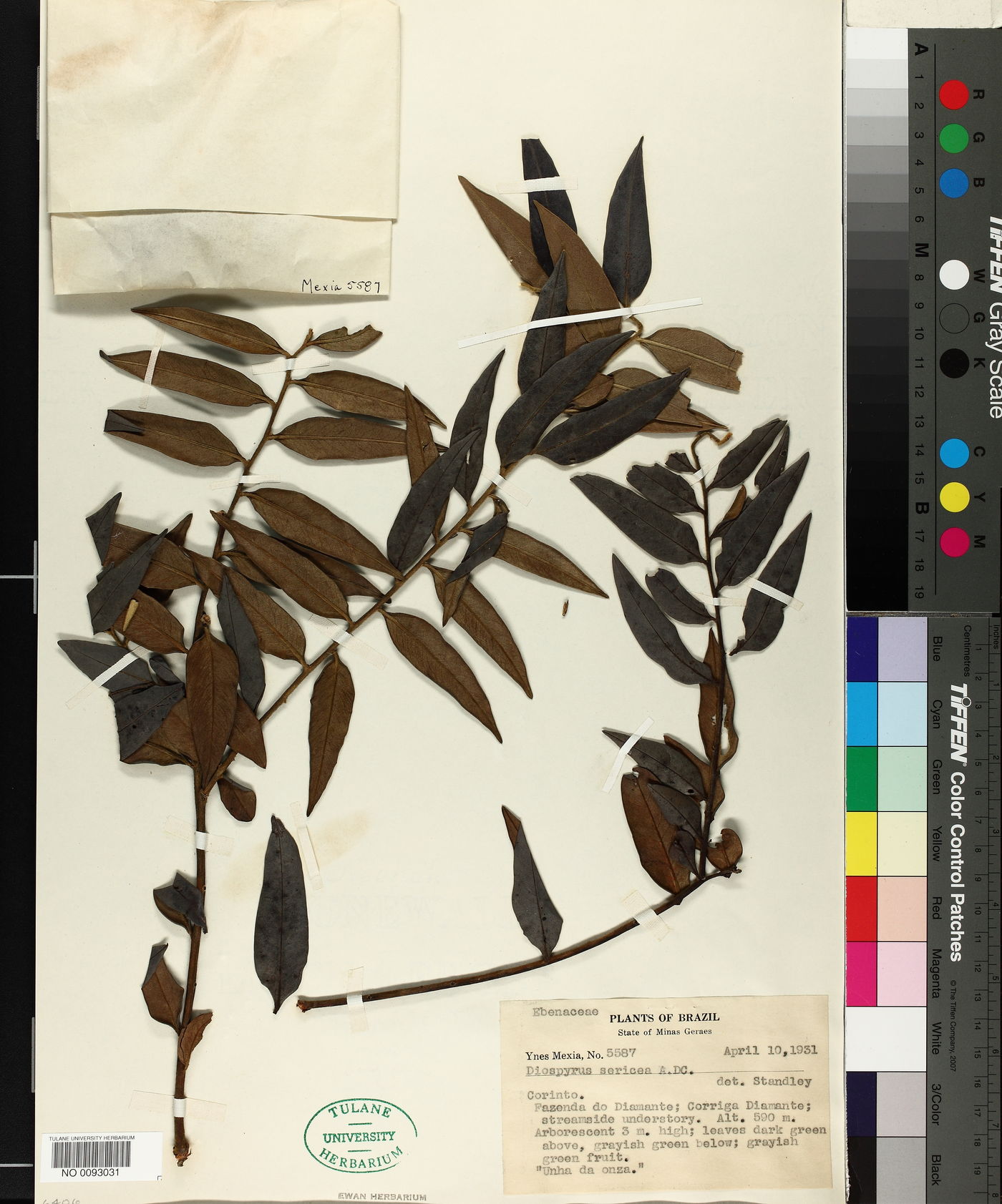 Diospyros sericea image